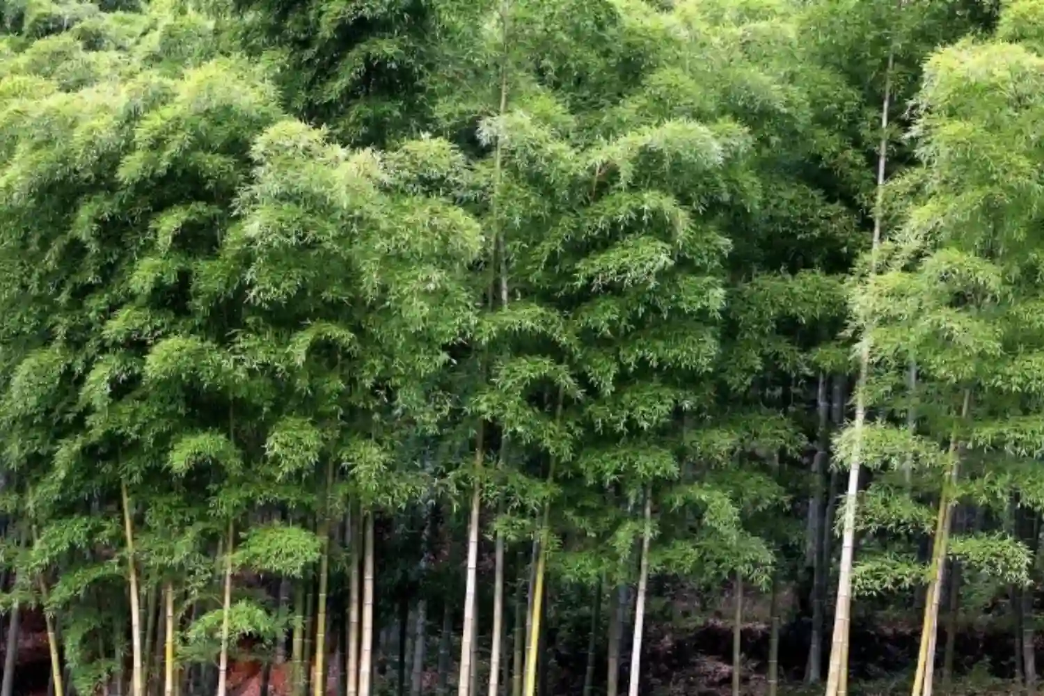 Viks  - Bamboe vloeren